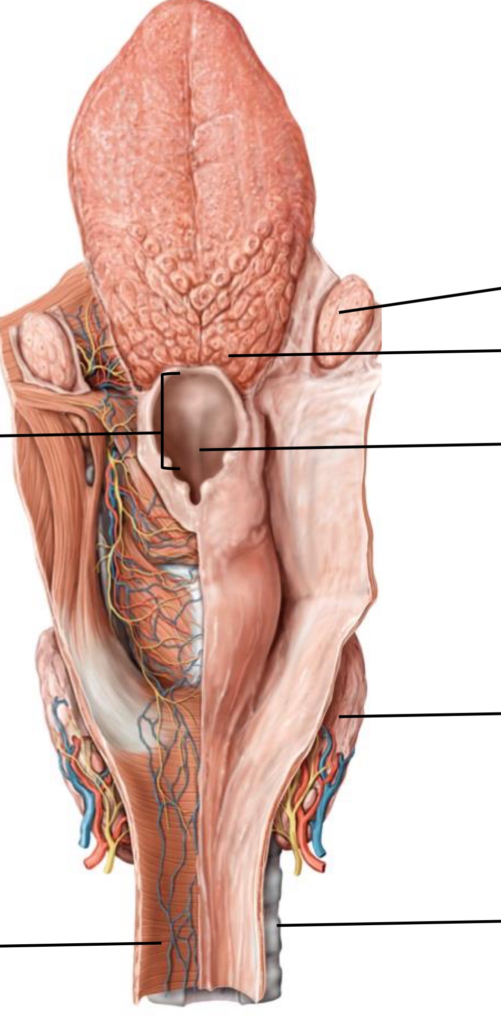 <p>Fill in the blank </p>