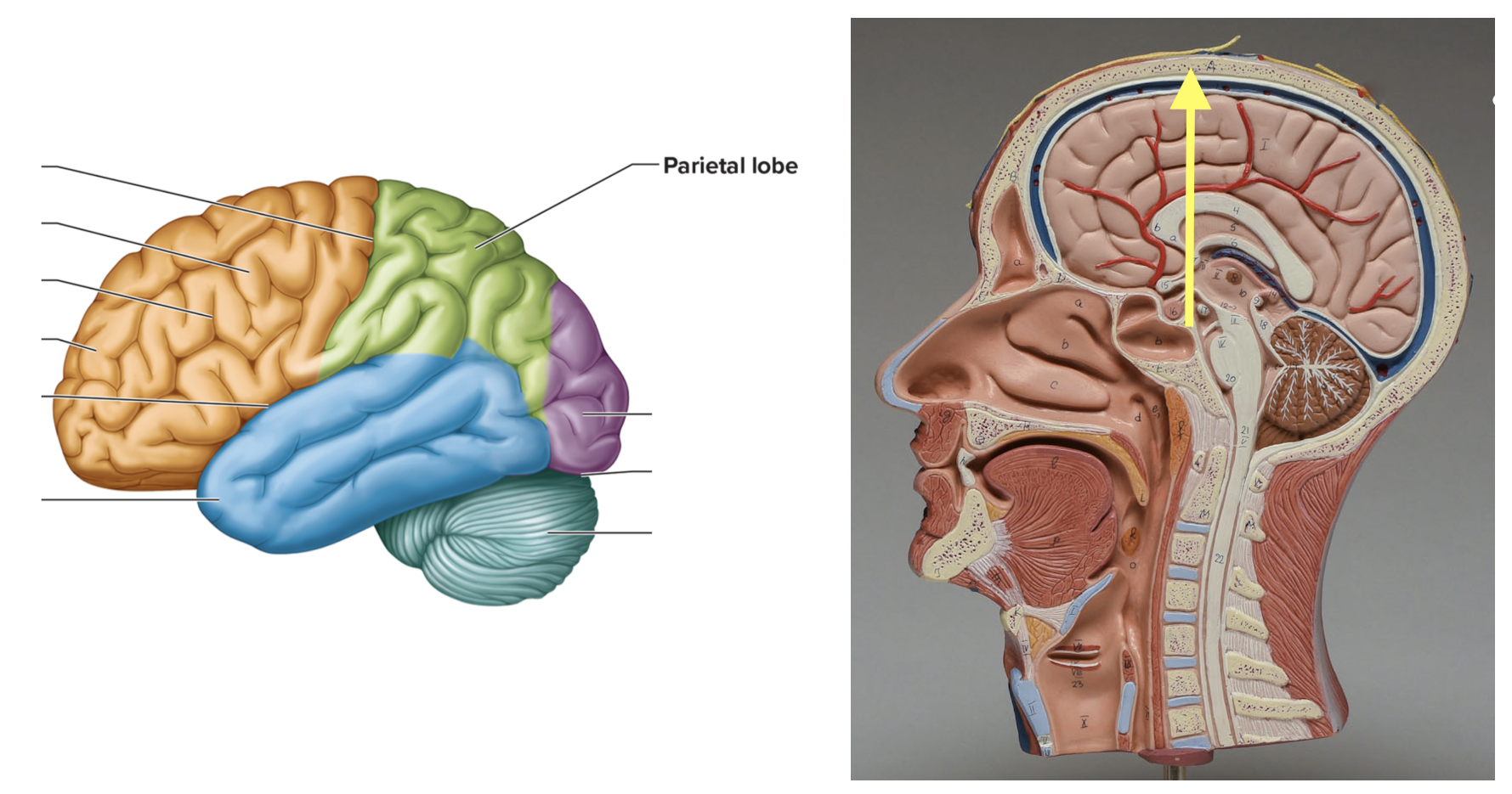 <p><strong>Location: Upper middle of cerebrum (skull); Function: Interprets sensory info</strong></p>
