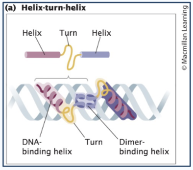 <p>Helix-turn-helix</p>