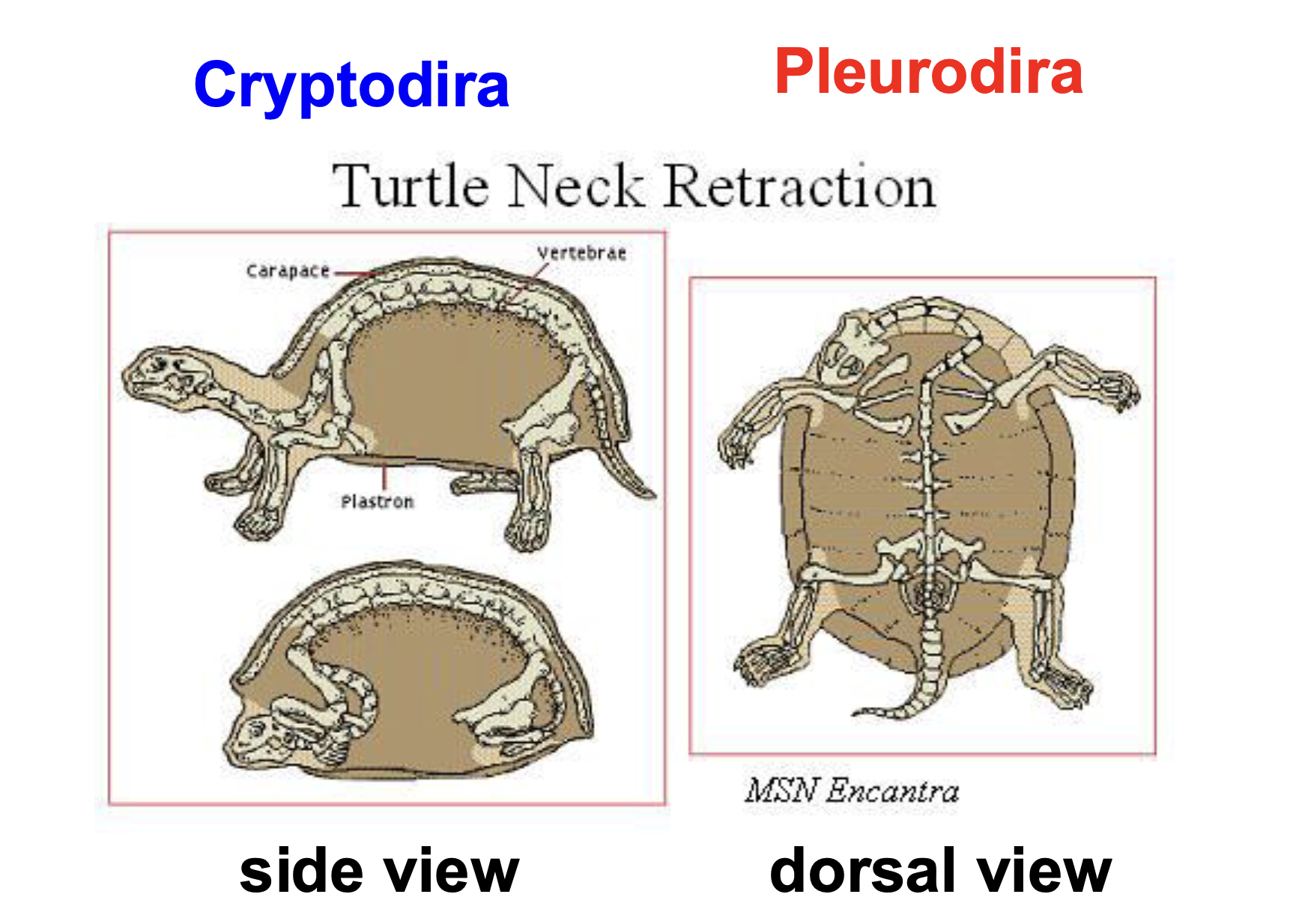 <p>Pleurodira = “side necked turtles” (horizontal retraction)</p><p>Cryptodira = “hidden-necked turtles” (vertical retraction)</p>
