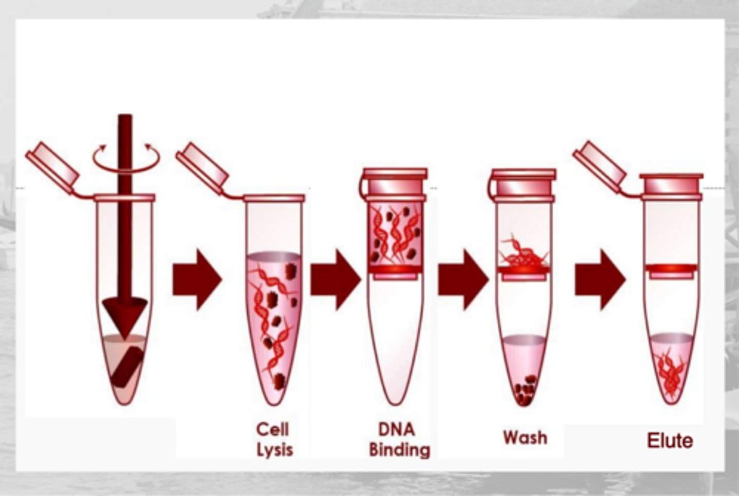 <p>1. cell lysis (break down sample)</p><p>2. selective DNA binding (by the column)</p><p>3. wash (DNA remains up top, waste at bottom)</p><p>4. elute</p>