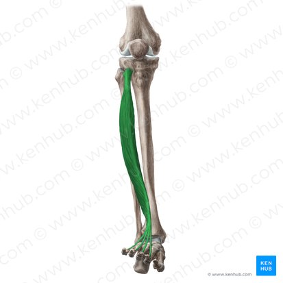 <p>Extensor digitorum longus</p>