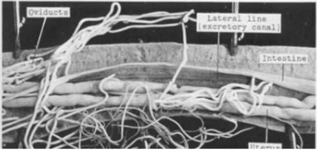 <p>Ascaris suum adult female dissection</p>