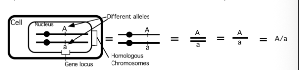 <p>Denotes DOMINANT allele</p>