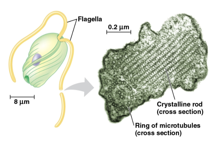 <p>Euglenozoan</p>