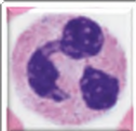 <p>neutrophil</p>