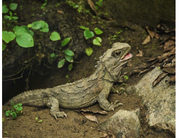 <p>Order: Rhynchocephalia</p>