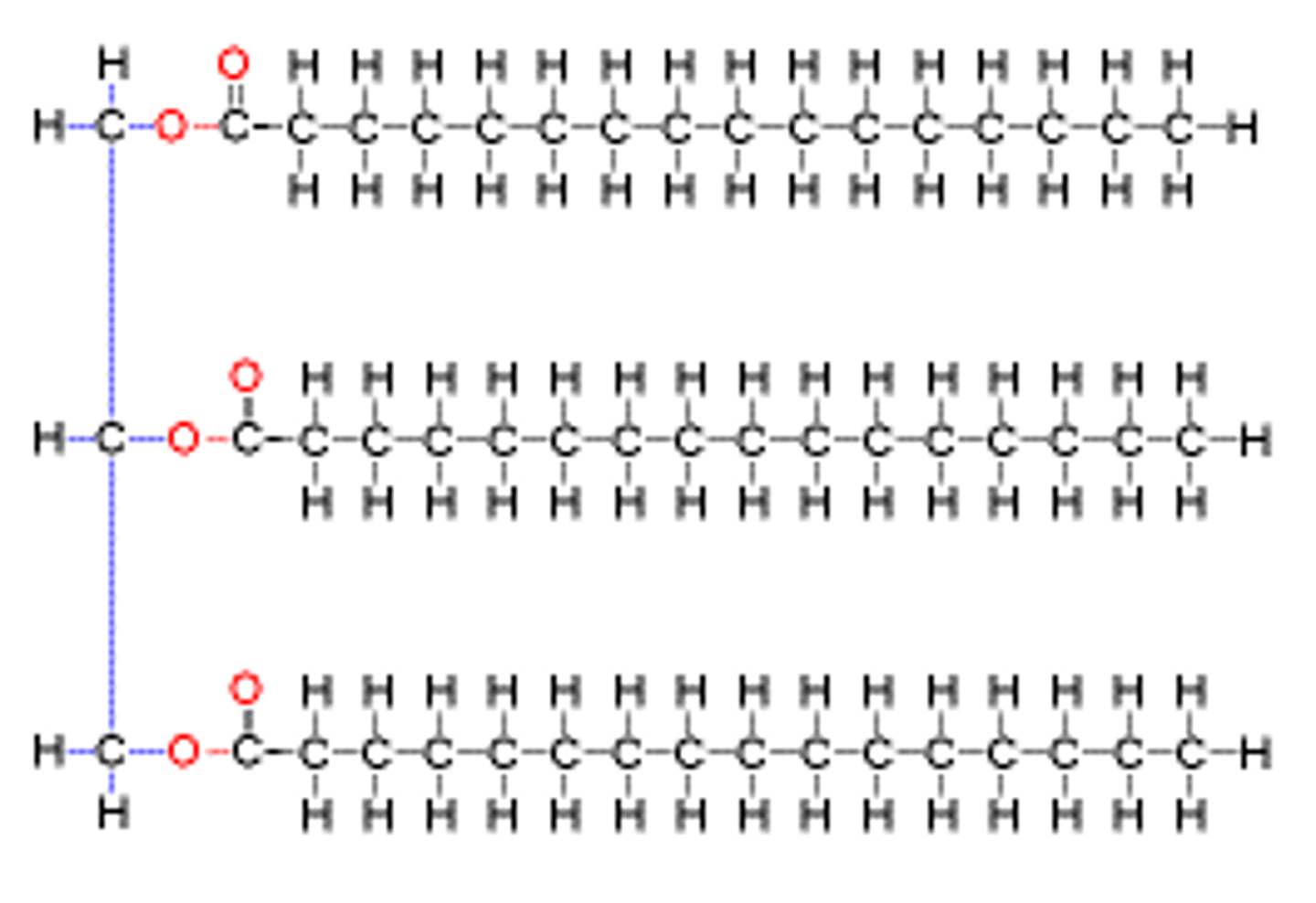 <p>-composed of three fatty acids bonded by ester linkages to glycerol</p><p>-nonpolar and hydrophobic</p><p>-insoluble in water</p><p>-the preferred method of storing energy for long-term use</p><p>-the carbon atoms in lipids are more reduced than carbohydrates, giving twice as much energy per gram during oxidation</p><p>-very hydrophobic, so they are not hydrated by body water and do not carry additional water weight</p>
