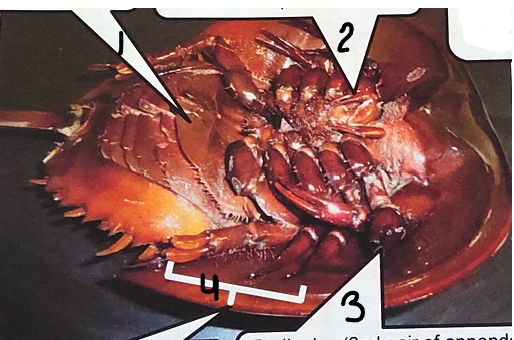 <p>Point 3 on this horseshoe crab </p>