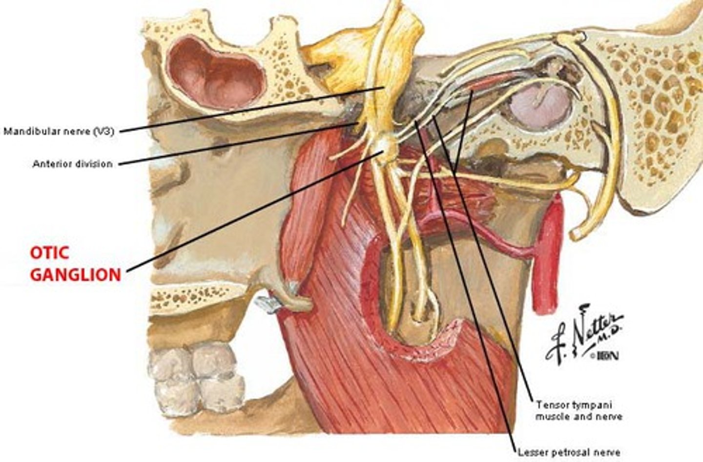 <p>The otic ganglion goes from CN IX > _________</p>