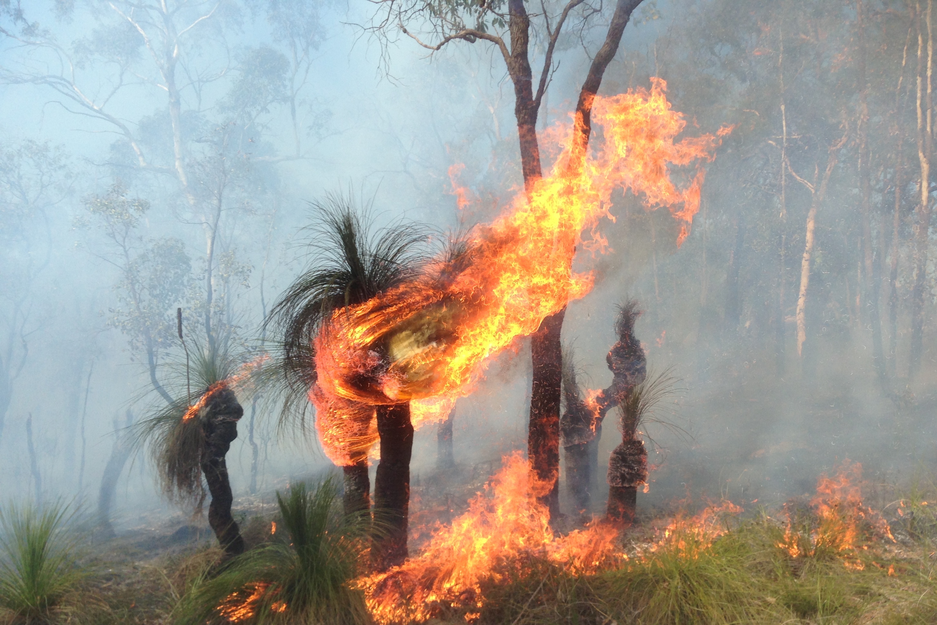 <p>Controlled burning used by Indigenous Australians.</p>