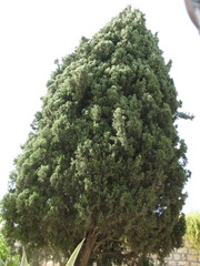 <p>/ˌev.əˈɡriːn triː/ cây thường xanh</p>