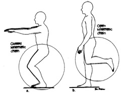 <p>Distal segment moves freely in space.</p>