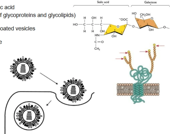 <p>= zien we hoe het virus de cel binnendringt:</p><ul><li><p><strong>De chemische landing (Rechtsboven):</strong> De grote gele spikes van het virus, <strong>Hemagglutinine (HA)</strong>, binden aan <strong>siaalzuur</strong> (<em>sialic acid</em>). Siaalzuur is een specifiek suikermolecuul dat als het allerlaatste stationnetje (<em>terminal sugar residue</em>) vastzit aan de suikerketens van de menselijke membraaneiwitten.</p></li><li><p><strong>Endocytosis:</strong> Zodra HA zich vastgrijpt aan het siaalzuur, activeert de cel <strong>clathrine-gemedieerde endocytose</strong>. De cel stulpt naar binnen en slikt het complete virus in, verpakt in een blaasje: het <strong>endosoom</strong>.</p></li></ul><p></p>
