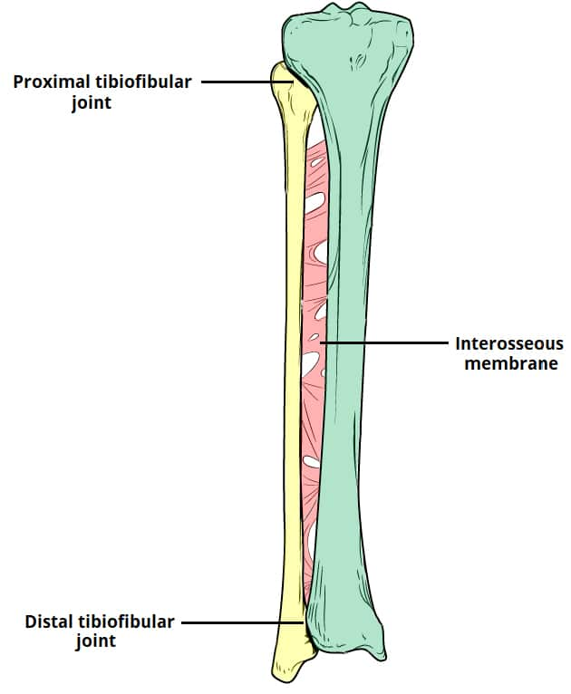 <p>Fibrous connective tissue between fibula + tibia</p><p>Stabilize tibiofibular joints</p>