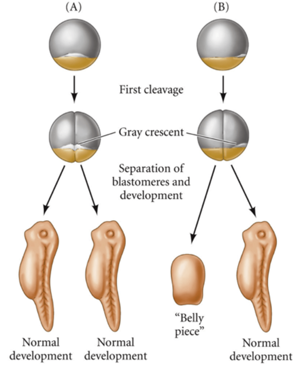 <p>first cleavage plane</p>