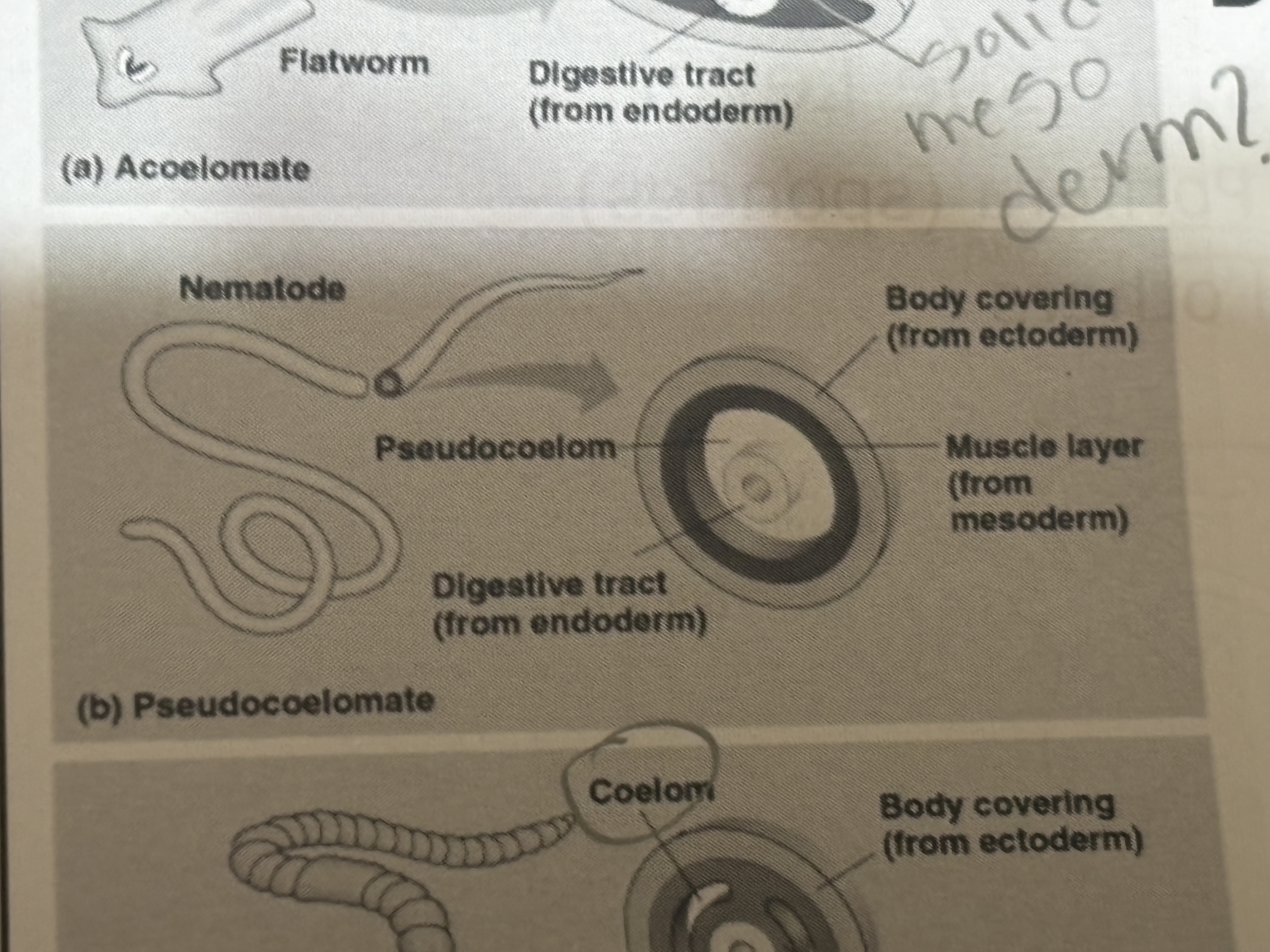 <p>Body cavities </p><p>Pseudocoelomates</p>