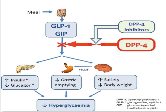 <p>Resisntant to degradation by DPP4 enzymes that inactivate incretins</p>