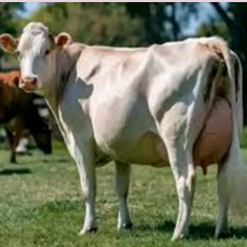<p>Polled jersey </p>