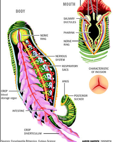 <p><span style="color: red;">Leeches have two brains composed of 21 pairs of segmental ______</span></p>