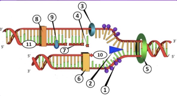 <p><span><span>Which number best represents an </span></span><strong>Okazaki fragment</strong><span><span>?</span></span></p>