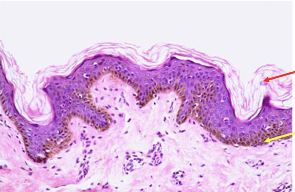 <p><span>Identify the ORGAN seen in this photo. Be Specific</span></p>