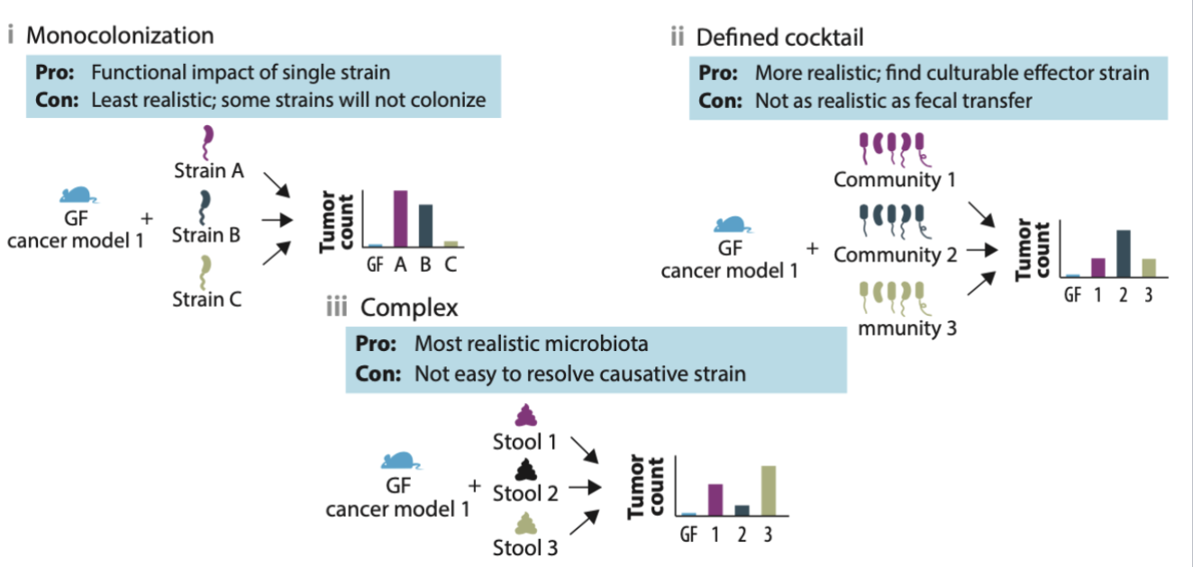 <p>introduce specific microbes into them to see composition and effects</p><p></p><p>monocolonization, defined cocktail, complex</p>