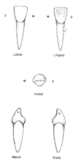 <p>- straight incisal margin</p><p>- no mamelons</p><p>- M and D sides taper evenly</p><p>- marginal ridges less pronounced than primary max incisors</p><p>- wide labiolingual dimension</p>