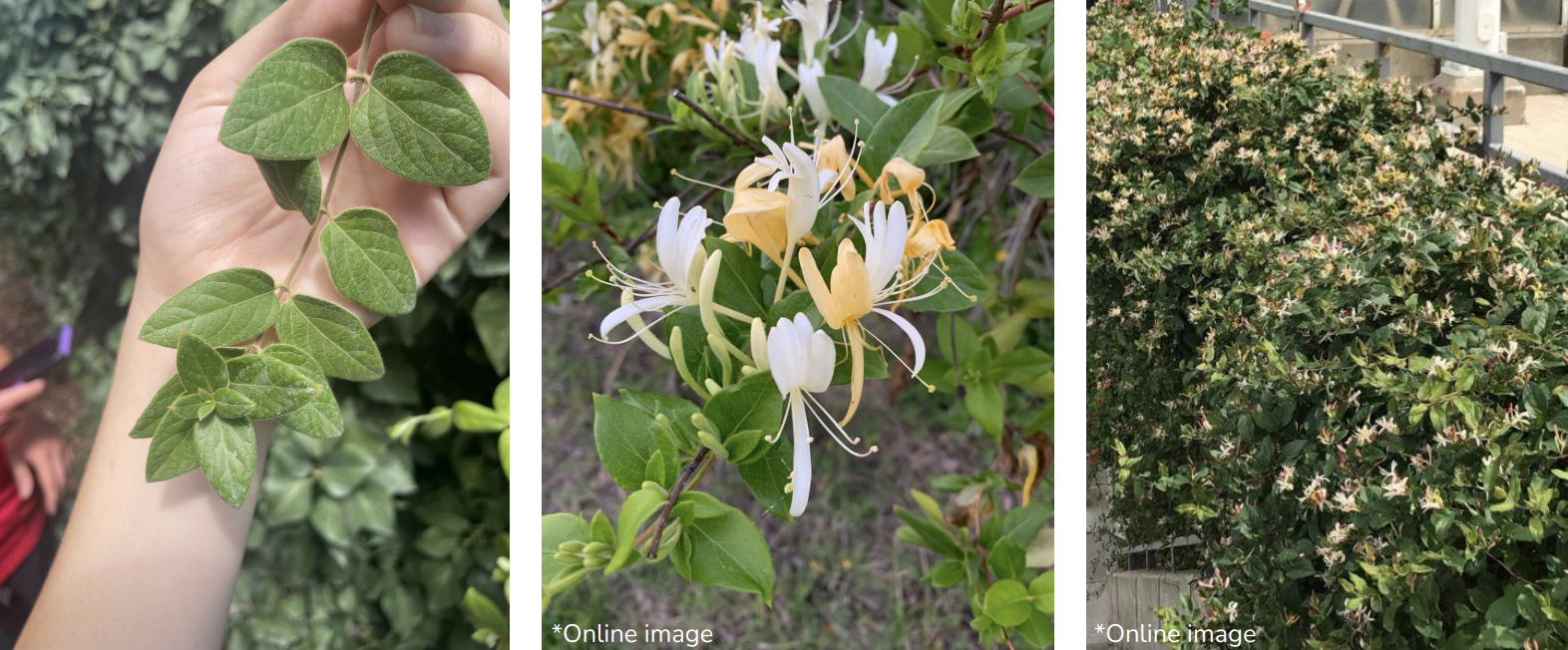 <p>hollow stems</p><p>white to yellow showy flowers</p><p>opposite leaves</p>