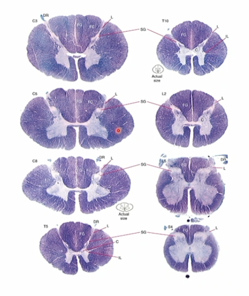 <p>Increase in white matter as we travel superiorly because more information has to travel through the superior segments compared to the inferior segments of the spinal cord.</p>