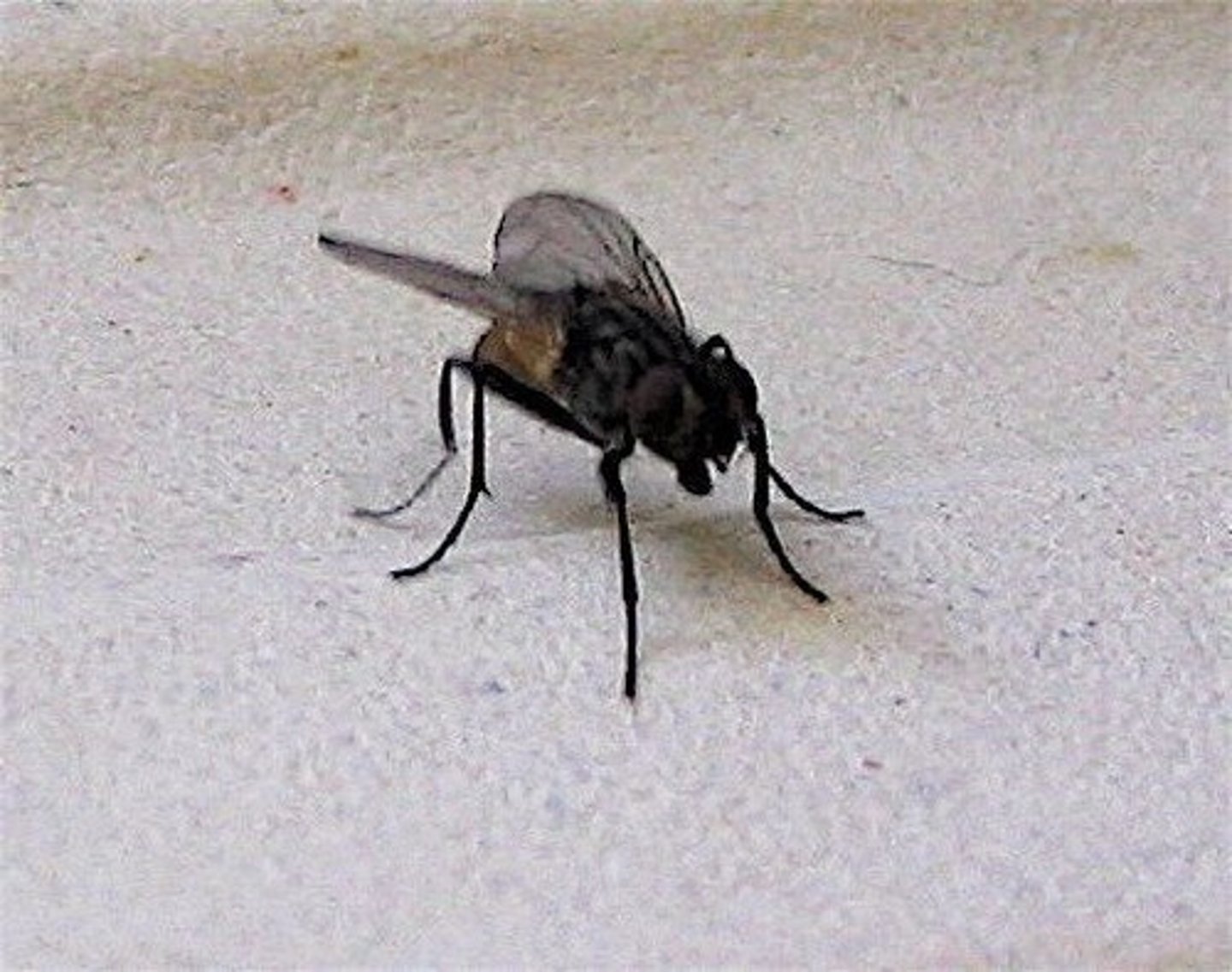 <p>fly (insect)</p>