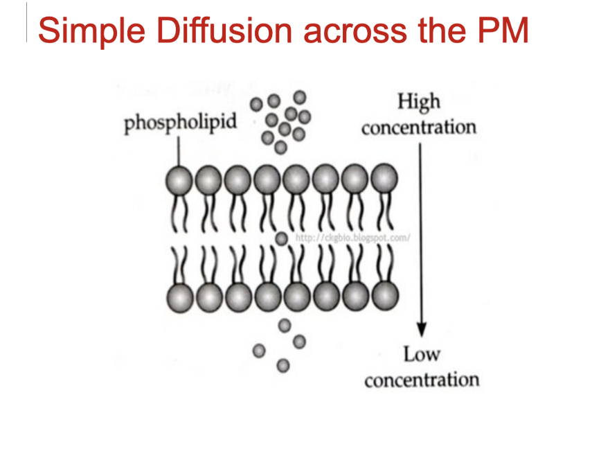 <p>solute diffuses from an area of high concentration to an area of low concentration </p><p>across lipid bilayer/plasma membrane </p><p>passive, down concentration gradient </p><p>small, lipidic moleucles </p><ul><li><p>fatty acids, steroids, fat-soluble vitamins</p></li><li><p>respiratory gases </p></li></ul><p></p>