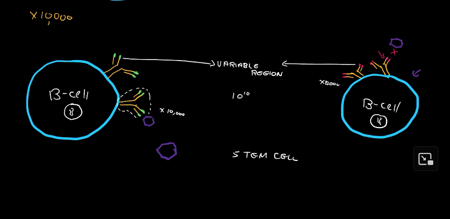 <ol><li><p>Every B-Cell has around 10,000 membrane-bound antibodies</p></li><li><p>Each one of those antibodies has a variable region, a region that allows the B-Cell to attach to potential pathogens</p></li><li><p>Each variable region is unique, giving rise to 10^10 combinations of variable regions</p></li><li><p>We need this variation because pathogens are constantly mutating, but since we have so many different variable region combinations across so many B-Cells, we are guaranteed to have at least one successful match.</p></li></ol><p></p>