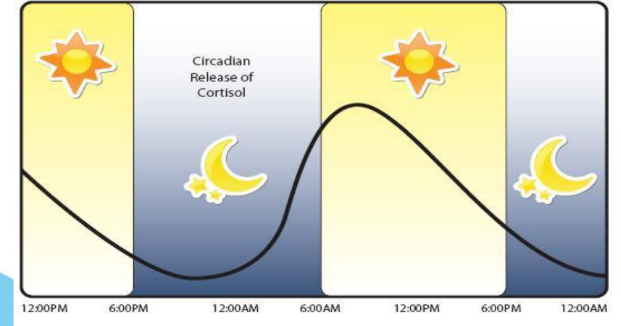 <p>Low morning cortisol can be adrenal insufficiency - or a messed up sleep cycle.</p>