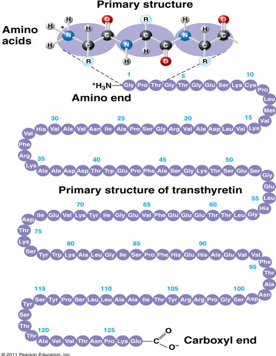 <p>The amino acid sequence.</p>