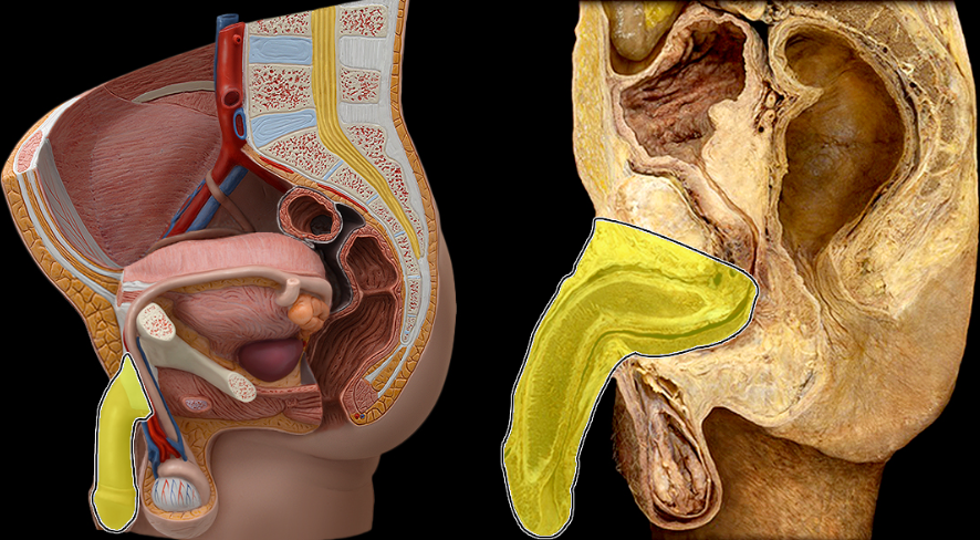 <p>What part of the male pelvis is this</p>