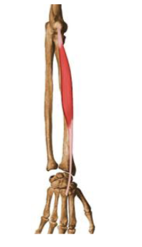 <p>what muscle and action is this </p>