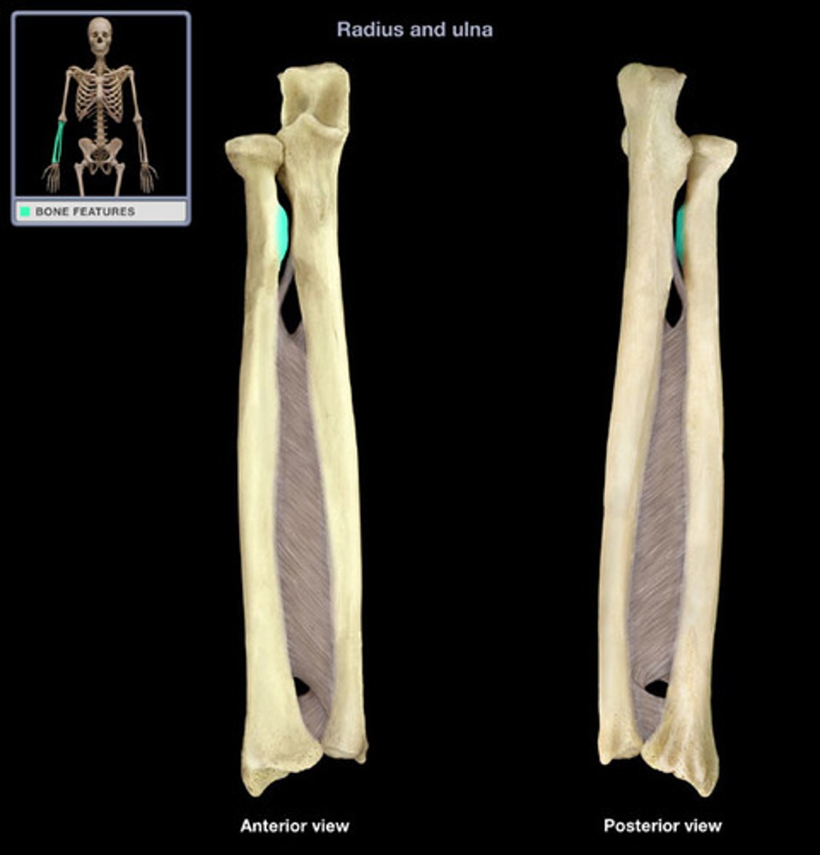 <p>biceps brachii insertion</p>