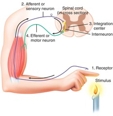 <p>A collection of organs that together perform an overall function.</p>