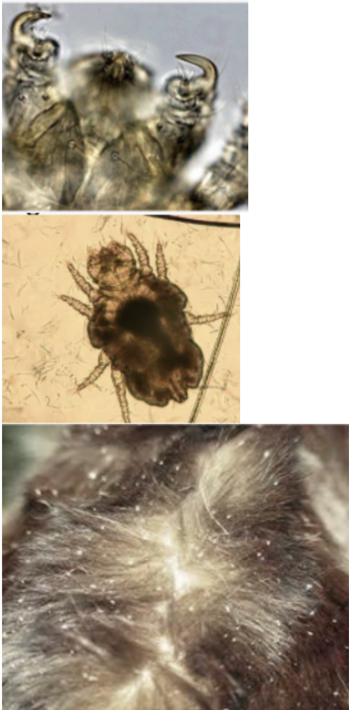 <p>What is the Genus for this mite?</p>