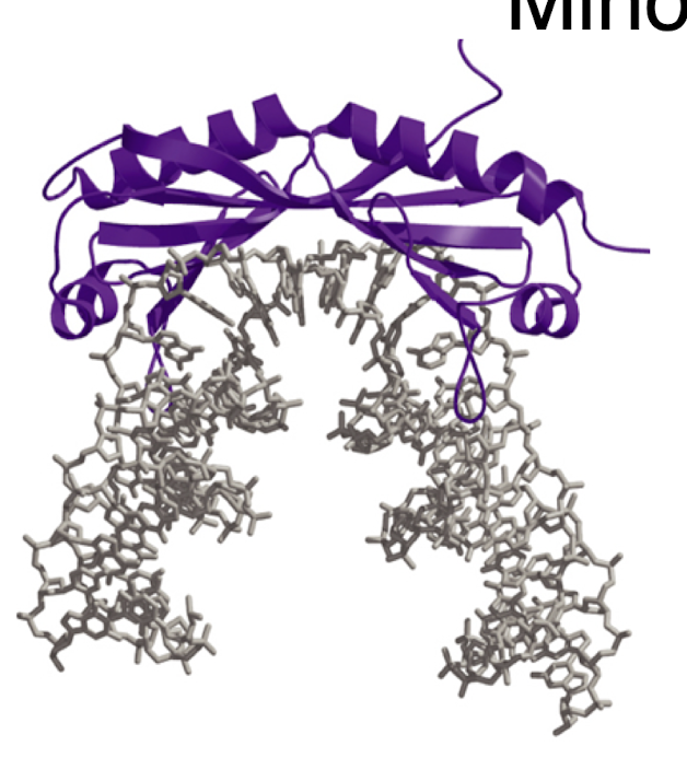 <p>a beta sheet inserted into the minor groove- bends DNA ~90 degrees and forces open the minor groove</p><p>TBP-DNA complex</p><p>the TBP is in purple, the DNA TATA sequence is in gray</p>