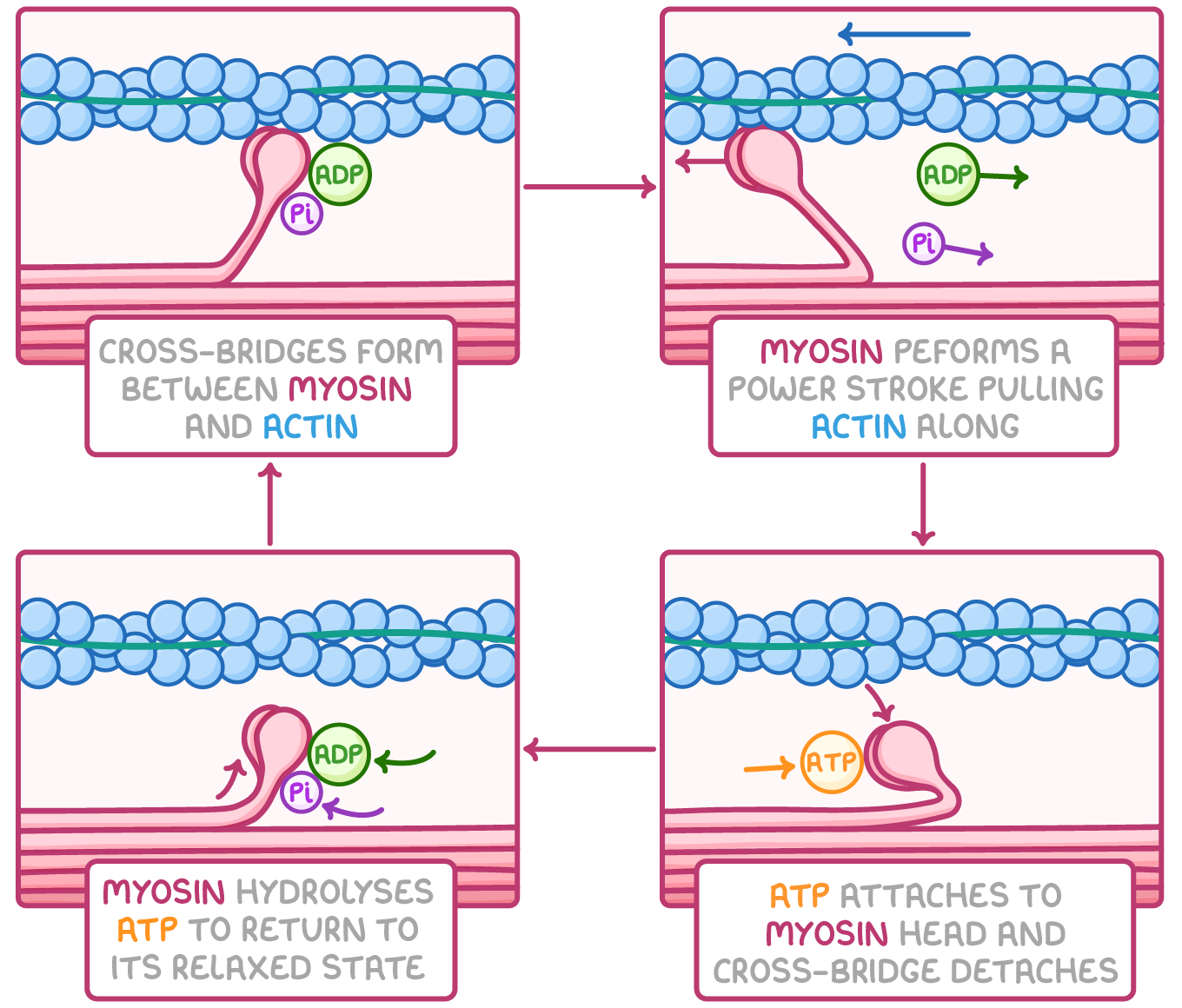<ul><li><p>action potential travels through T tubules which are in contact w/ sarcoplasmic reticulum which stores Ca<sup>2+</sup></p></li><li><p>action potential causes Ca<sup>2+</sup> channels to open on the sarcoplasmic reticulum allowing Ca<sup>2+</sup> to diffuse into myofibrils from sarcoplasmic reticulum</p></li><li><p>Ca<sup>2+</sup> causes movement of tropomyosin so myosin binding site no longer blocked on actin filament</p></li><li><p>myosin heads attach to binding sites on actin, forming a cross bridge</p></li><li><p>hydrolysis of ATP on myosin heads causes myosin heads to bend</p></li><li><p>myosin heads change angle and perform power stroke, pulling actin along and releasing ADP + Pi</p></li><li><p>this causes the sarcomere to shorten, leading to muscle contraction</p></li></ul><p></p>