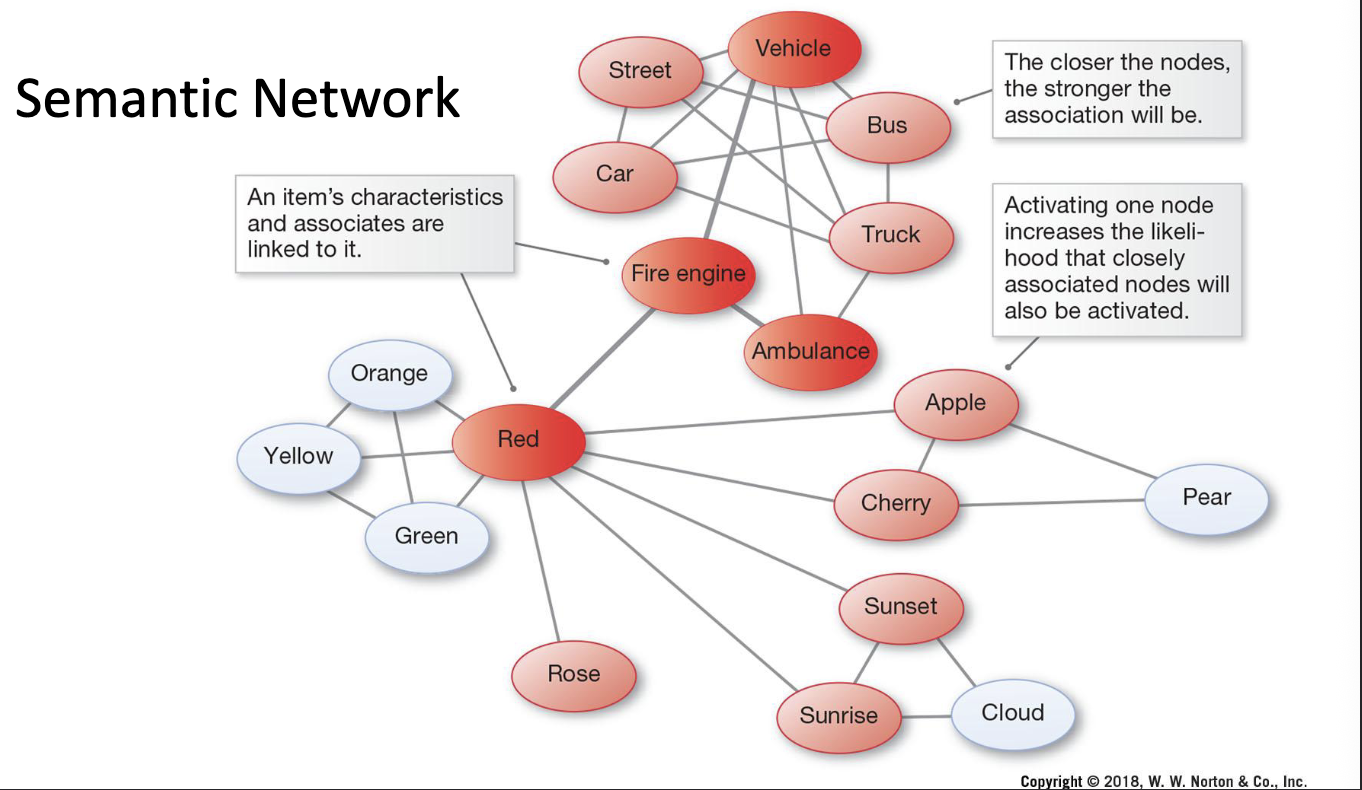 <p>Semantic network </p><ul><li><p>An item’s CHARACTERISTICS and ASSOCIATIONS are linked to it </p></li><li><p>The closer the nodes, the STRONGER the ASSOCIATION will be </p></li><li><p>Activating one node increases the likelihood that closely associated nodes will be ACTIVATED </p></li></ul><p></p>