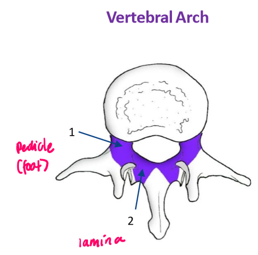 <ul><li><p>Formation of the vertebral foramen = passageway for the spinal cord</p></li><li><p>Protection of the spinal cord</p></li></ul><p></p>