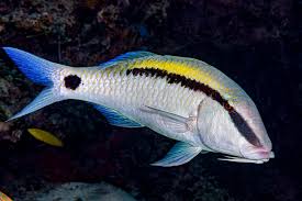 <p>Parupeneus macronemus</p>