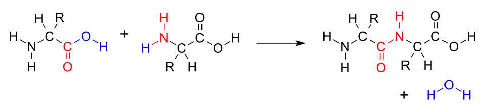 <p>this is an example of what kind of rxn</p>