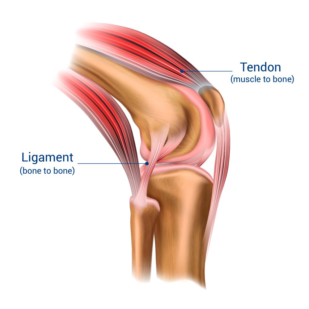 <p>connecting bone to bone</p>