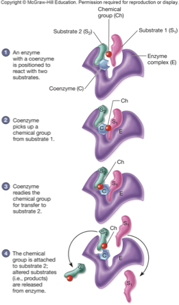 <ul><li><p>one or more polypeptides</p></li><li><p>holoenzyme: one or more polypeptides (apoenzyme) and nonprotein components (cofactor- either prosthetic group (tight) or coenzyme (loose))</p></li></ul><p></p>