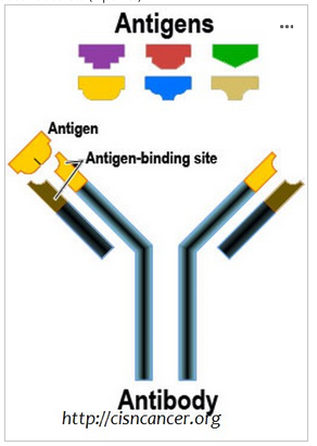 <p><span>A) Pictured below is a diagram of an antibody with multiple antigens. What are antibodies used for?&nbsp;(2 points)</span></p><p><span>B) What is the diagram attempting to depict about antibodies? (2 points)</span></p>