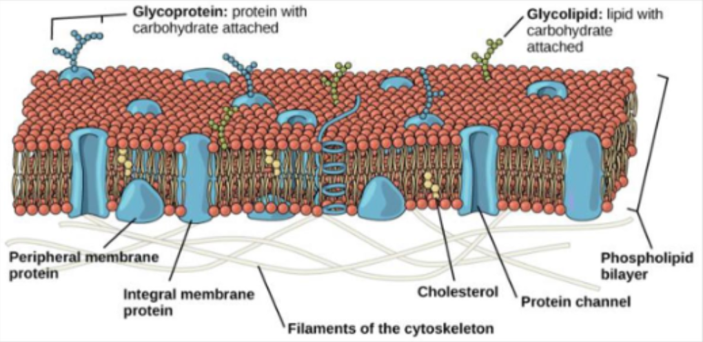 <p>A selectively permeable phospholipid bilayer that surrounds the cell, separates internal processes from the outside environment, and regulates the movement of substances in and out</p><ul><li><p><span>Phospholipid bilayer with embedded proteins</span></p></li></ul><p></p>